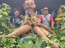 Singkong Ukuran Jumbo yang Buat Warga Ciamis Terpana