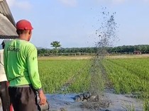 Heboh Semburan Lumpur Muncul Saat Warga Mamuju Tengah Gali Sumur di Sawah