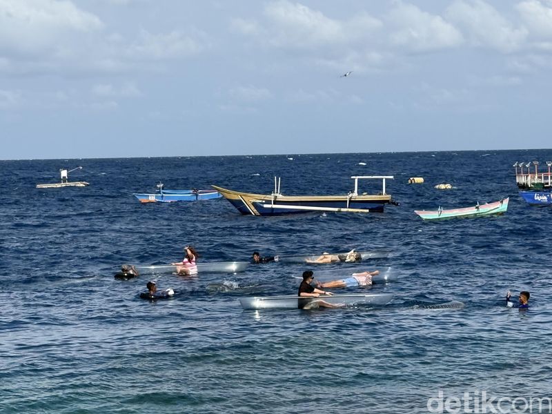 Wisata Hiu Paus Gorontalo