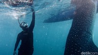 Bertemu Sherly, Hiu Paus Viral dari Gorontalo