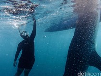 Bertemu Sherly, Hiu Paus Viral dari Gorontalo