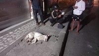 Duh! Lagi Liburan di Bali, Turis China Malah Digigit Anjing Diduga Kena Rabies