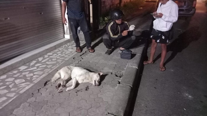 Anjing putih tergeletak di pinggir jalan seusai dieliminasi warga Banjar Kawan, Bangli, Selasa (14/7/2026). (Dok Polres Bangli).