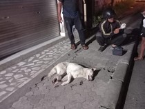 Duh! Lagi Liburan di Bali, Turis China Malah Digigit Anjing Diduga Kena Rabies
