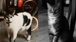 Momen Ariel Tatum Bikin Acara Ultah Kucing-kucingnya