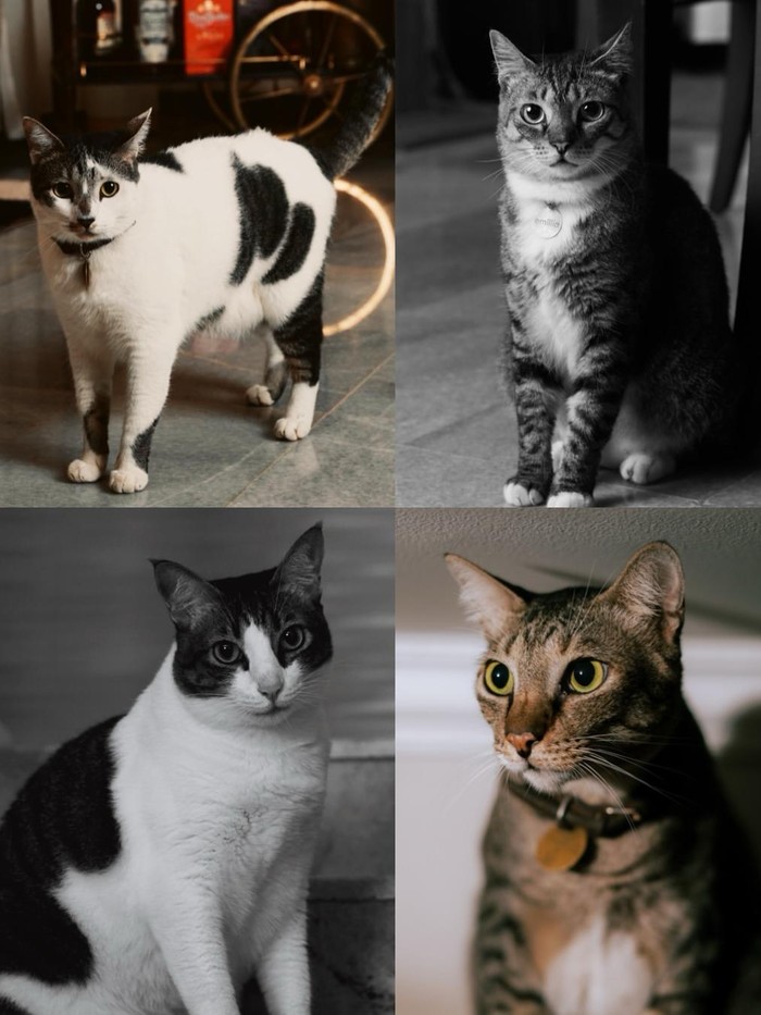 Ariel Tatum rayakan ulang tahun kucing-kucingnya.