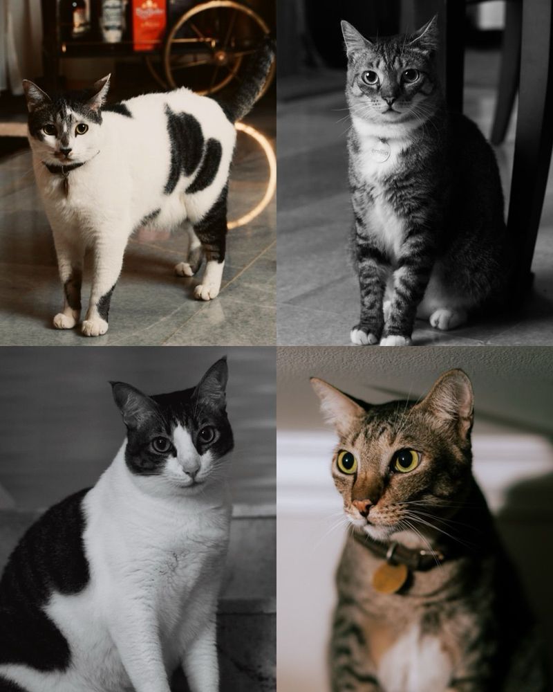 Ariel Tatum rayakan ultah kucing dengan tumpengan