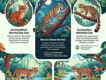 Infografis: Mengenal 5 Jenis Kucing Lokal dari Kalimantan