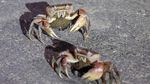 Konservasi Unik di Taiwan, Jalan Ditutup Demi Migrasi Kepiting Bakau