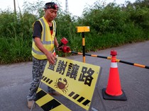 Konservasi Unik di Taiwan, Jalan Ditutup Demi Migrasi Kepiting Bakau