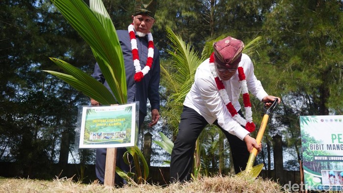 Menteri LH Mohammad Jumhur Hidayat dan Gubernur Sumbar Mahyeldi saat menanam pohon (Jeka Kampai/detikcom)