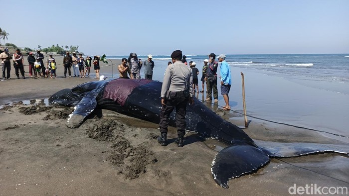 Kondisi paus yang akhirnya mati setelah terdampar di pinggir Pantai Desa Perancak, Jembrana, Selasa (14/7/2026).