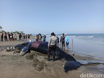 Paus Bungkuk Raksasa yang Terdampar di Bali Mati Meski Sudah Dievakuasi 2 Kali
