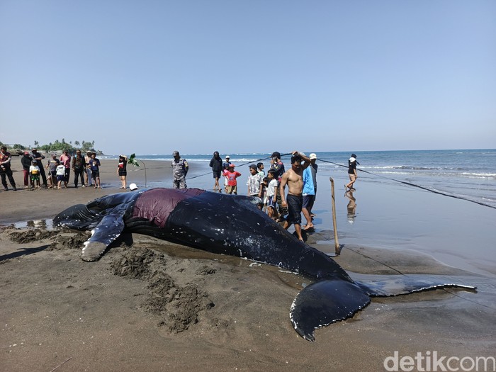 Penampakan paus raksasa yang terdampar di pinggir Pantai Desa Perancak, Jembrana, Bali, Selasa (14/7/2026). (Foto: I Putu Adi Budiastrawan/detikBali)