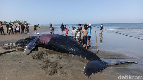 Penampakan paus raksasa yang terdampar di pinggir Pantai Desa Perancak, Jembrana, Bali, Selasa (14/7/2026). (Foto: I Putu Adi Budiastrawan/detikBali)