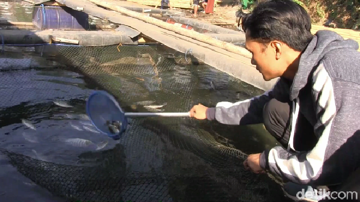 Peternak ikan keramba di Danau Ranu Klakah, Desa Tegal Randu, Klakah, Lumajang rugi jutaan rupiah akibat fenomena ikan mabuk.