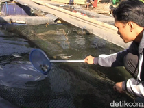 Nestapa Peternak Keramba Lumajang Rugi Jutaan Rupiah Imbas Ikan Mabuk