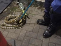 Ular Sanca Pindah Habitat, Masuki Indekos di Ciamis