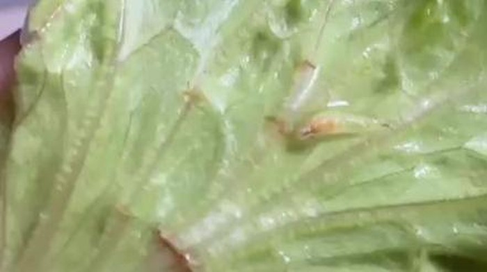 Ulat yang ditemukan di daun selada menu MBG di Ngemplak, Boyolali, Selasa (14/7/2026).