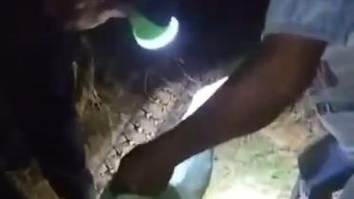 Warga mengevakuasi bangkai ular piton yang melilit petani wanita di Muna Barat.