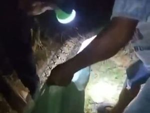 Upaya Terakhir Suami Bebaskan Istri yang Tewas Dililit Piton 6 Meter di Mubar
