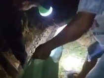 Upaya Terakhir Suami Bebaskan Istri yang Tewas Dililit Piton 6 Meter di Mubar