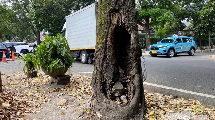 Bahaya! Pohon Keropos di Jalan Anggrek Bandung Hantui Pengendara