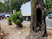 Bahaya! Pohon Keropos di Jalan Anggrek Bandung Hantui Pengendara