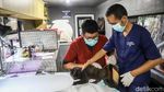 Canggih! Mobil Klinik Hewan Keliling Datangi Permukiman, Kucing dan Anjing Bisa Berobat Dekat Rumah