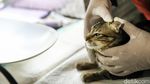 Canggih! Mobil Klinik Hewan Keliling Datangi Permukiman, Kucing dan Anjing Bisa Berobat Dekat Rumah