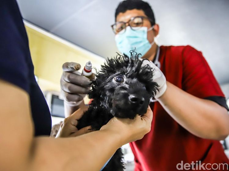 Canggih! Mobil Klinik Hewan Keliling Datangi Permukiman, Kucing dan Anjing Bisa Berobat Dekat Rumah