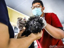 Canggih! Mobil Klinik Hewan Keliling Datangi Permukiman, Kucing dan Anjing Bisa Berobat Dekat Rumah