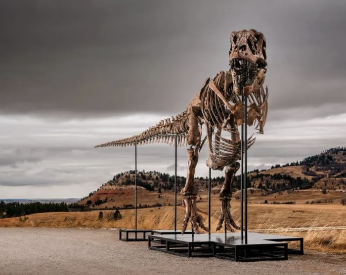 Fosil T Rex Gus