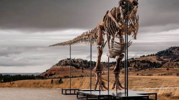 Fosil T Rex Gus