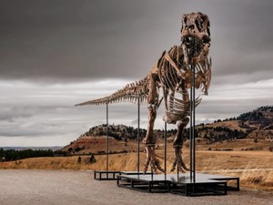 Jaket Jensen Huang dan Fosil Dinosaurus Jadi Rebutan Orang Kaya Baru