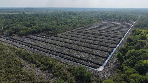 Foto udara penampakan 100 hektare hutan mangrove di Rokan Hilir, Provinsi Riau yang dirusak. Kasus ini kini tengah diselidiki Polda Riau, Rabu (15/7/2026).