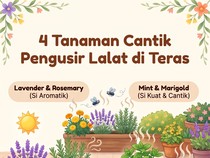 Infografis: 4 Tanaman buat Usir Lalat biar Nyantai di Teras Makin Nikmat