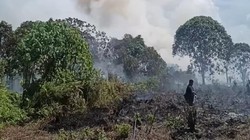 Bakar Pelepah Kelapa, Pria Kotim Jadi Tersangka Penyebab Karhutla 30 Ha