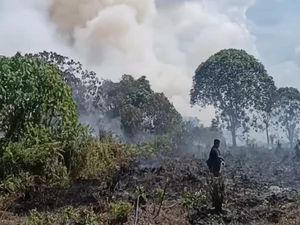 Bakar Pelepah Kelapa, Pria Kotim Jadi Tersangka Penyebab Karhutla 30 Ha