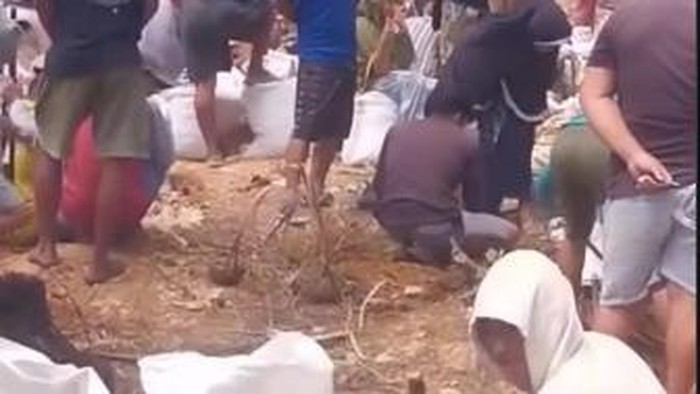 Lahan perkebunan diduga mengandung emas diserbu warga Boltim.