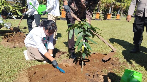 Penanaman pohon terancam punah di Kebun Raya Bali, Desa Candikuning, Kecamatan Baturiti, Tabanan, Rabu (15/7/2026). (Krisna Pradipta/detikBali)