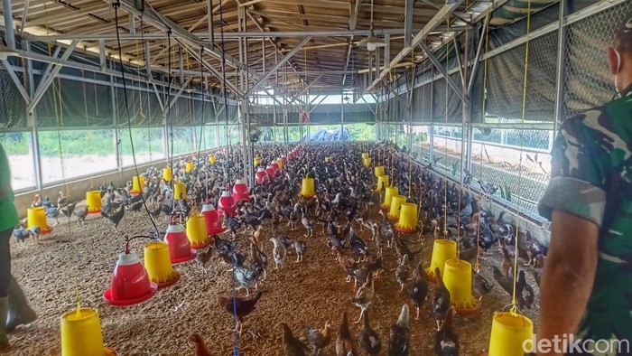 Perkembangbiakan ayam ternak di Banjaran