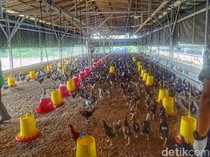 Cikabayam, Asa Baru Ketahanan Pangan Warga Banjaran