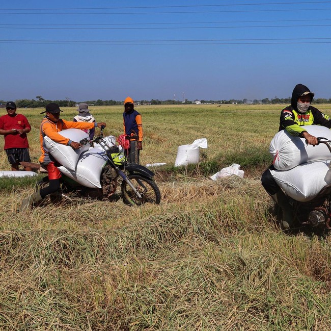 Petani Maros Manfaatkan Jasa Ojek Angkut Gabah