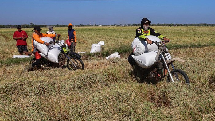 Pengojek pertanian mengangkut karung berisi gabah di Simbang, Kabupaten Maros, Sulawesi Selatan, Rabu (15/7/2026). Petani setempat memanfaatkan jasa ojek pertanian untuk mengangkut hasil panen gabah pada musim kemarau dengan tarif Rp5.000 hingga Rp25.000 per sekali jalan, sedangkan pada musim hujan mereka beralih menggunakan jasa angkut kuda karena keterbatasan akses. ANTARA FOTO/Arnas Padda/tom.