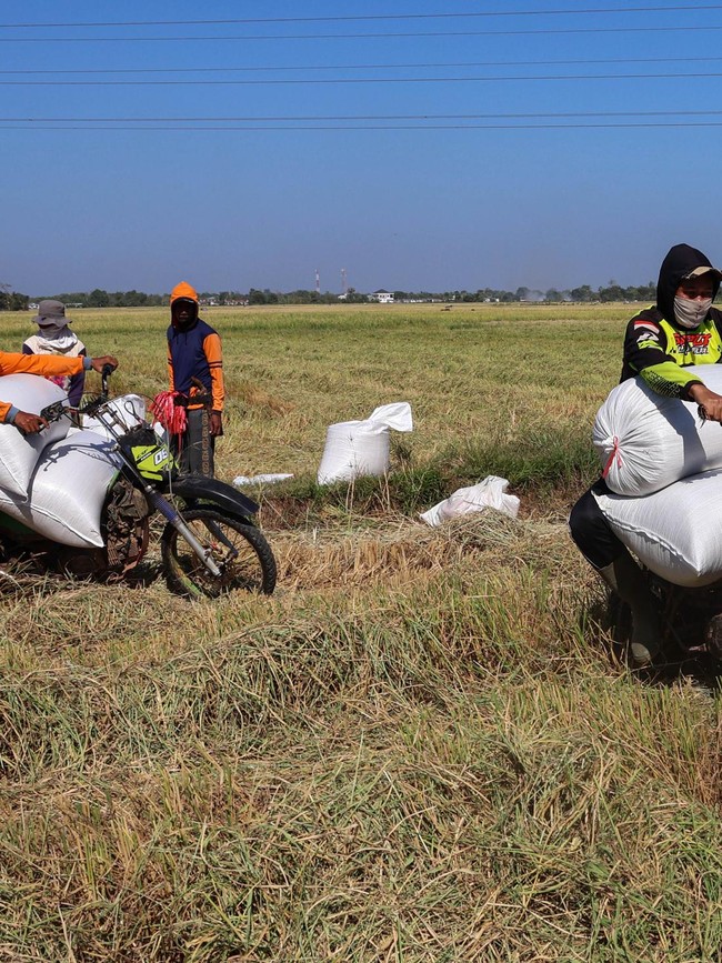 Petani Maros Manfaatkan Jasa Ojek Angkut Gabah