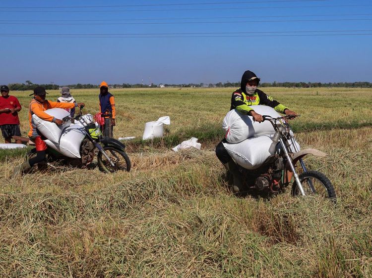 Petani Maros Manfaatkan Jasa Ojek Angkut Gabah