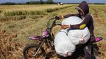 Petani Maros Manfaatkan Jasa Ojek Angkut Gabah