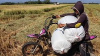 Pada musim kemarau, petani memanfaatkan jasa ojek pertanian untuk mengangkut gabah dengan tarif Rp5.000 hingga Rp25.000 per sekali jalan. ANTARA FOTO/Arnas Padda