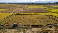 Sementara saat musim hujan, petani beralih menggunakan jasa angkut kuda karena akses menuju lahan menjadi lebih sulit. ANTARA FOTO/Arnas Padda